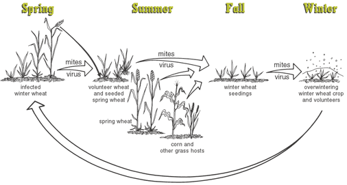 File:The infection cycle of WSMV.jpg.gif