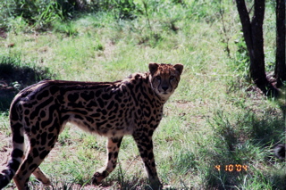 File:King Cheetah.jpg