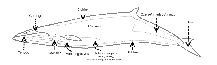 File:Minke whale butchered parts.png