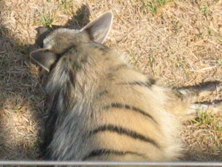 File:Aardwolf at the Johannesburg Zoo.jpg