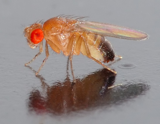 File:Drosophila melanogaster side aka.jpg