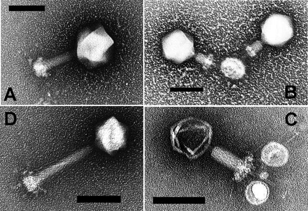 File:Myoviruses P-SSM2 and P-SSM4.gif