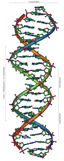 File:DNA Overview.png