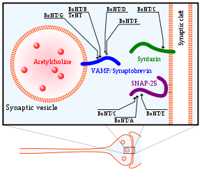 300px-Presynaptic CNTs targets svg.png