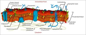 Cell membrane -1.JPG