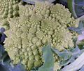 Romanesco cauliflower showing very fine natural fractals