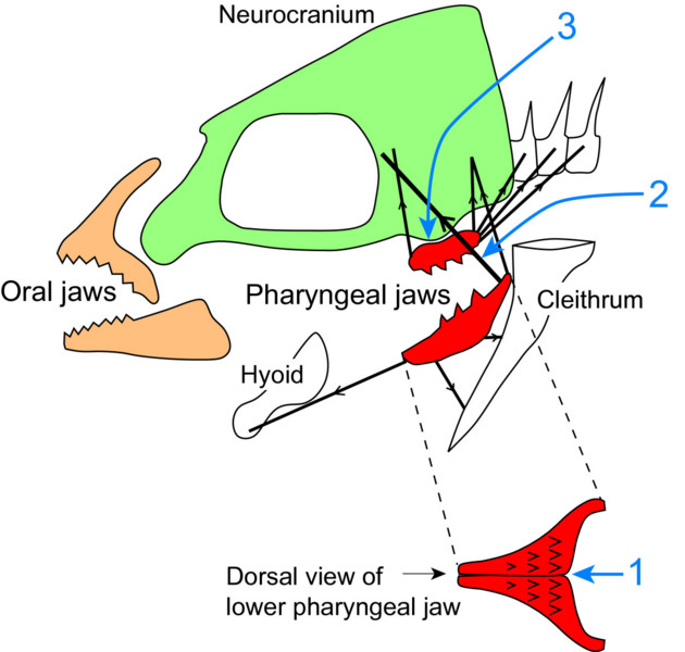 File:Cichlid pharyngeal jaw apparatus.png