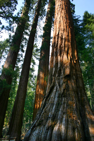 File:Mariposa Grove Squoias.JPG