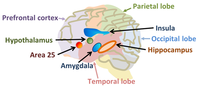 File:Some brain areas.png