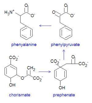 Phenylalanine synthesis DEVolk.jpg