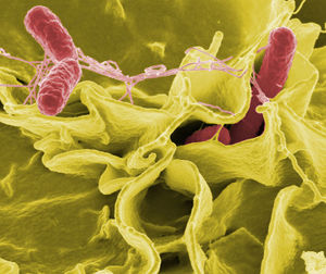 Salmonella typhimurium .jpg