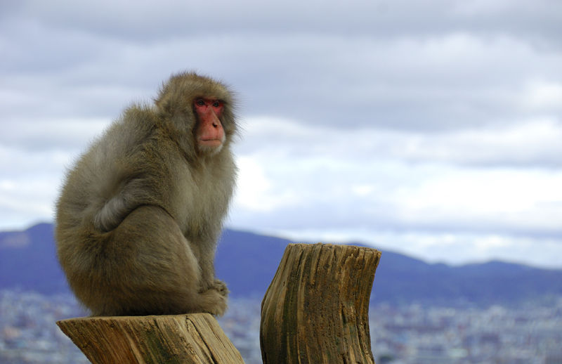 File:Japanese macaque.jpg