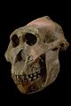 OH 5, the holotype named Zinj, found by Mary Leaky at Olduvai Gorge.