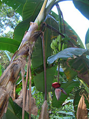 (CC) Photo: Joe Quick Flower and green fruit on banana tree.