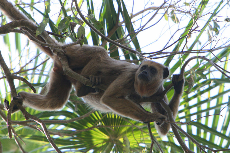 File:Howler Monkey Brazil.jpg