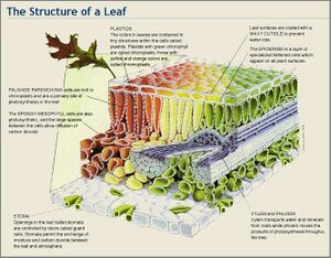 Leaf-Structure.JPG