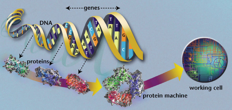 File:DNA to living system2.jpg