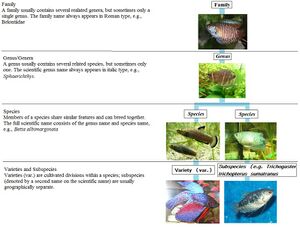 Fishgroupings.jpg
