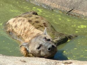 Spotted hyaena laying in ditch, Kruger Park by Katja N. Koeppel.jpg