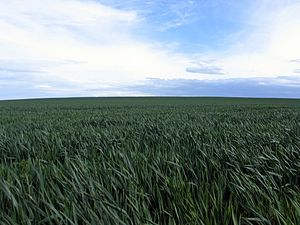 Wheat in spring.JPG