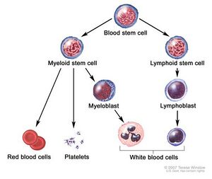 Blood cell basic development.jpg
