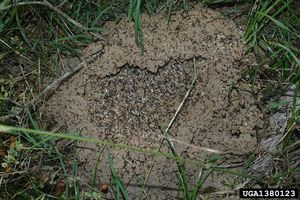 Red imported fire ant -- agitated nest.jpg