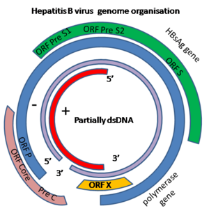 HBV genome.png