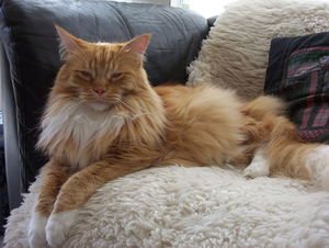 Sleepy 3-year-old Red-Mackerel-tabby-with-white male Maine Coon cat.jpg