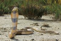 Central Asian cobra