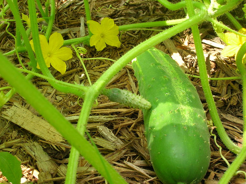 File:Cucumber stages of development.jpg