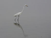 White Crane At Suncheon Wetlands.jpg