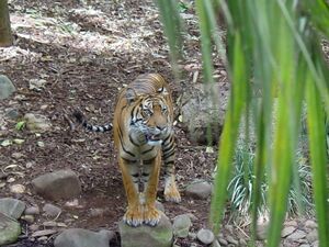 Sumatran Tiger.jpg