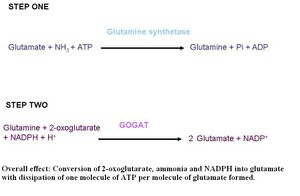 Glutamate synthesis2.jpg
