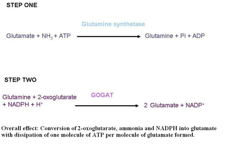 File:Glutamate synthesis2.jpg
