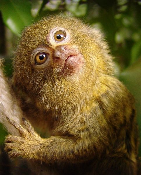 File:Pygmy-marmoset.jpg