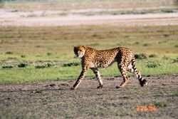 Cheetah (Acinonyx jubatus).Template:Photo