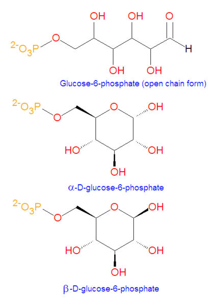 File:Glucose-6-phosphate structures.jpg