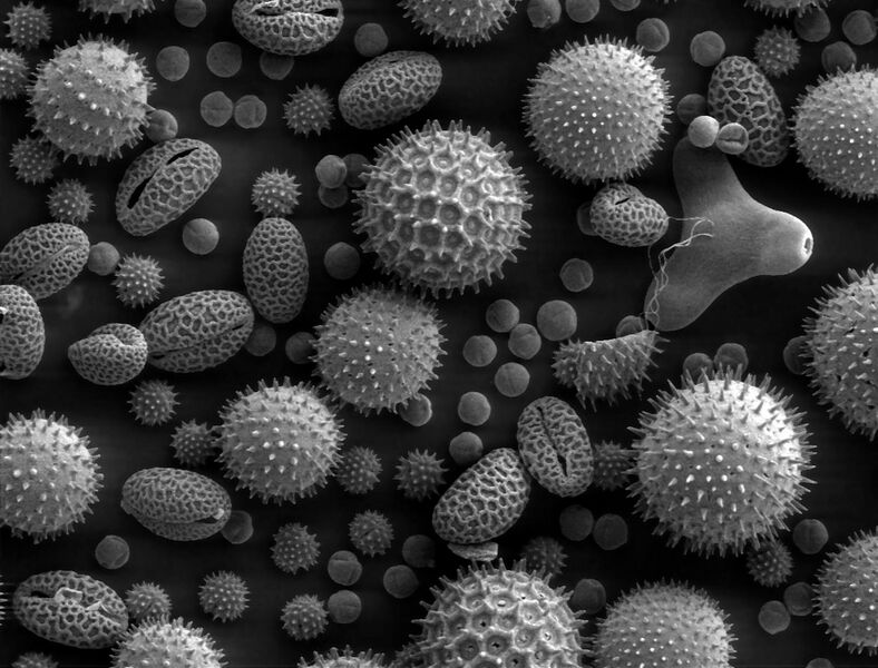 File:Misc pollen.jpg