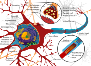 Complete neuron cell diagram.png