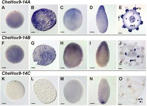 Developmental and medusa-specific expression of Hox genes in Clytia hemisphaerica (part).jpg