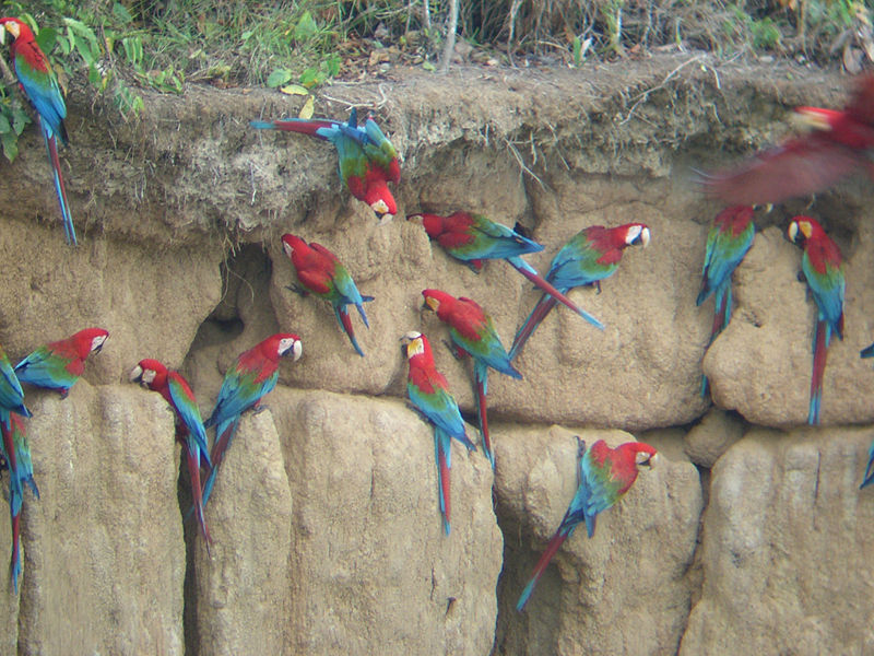 File:Macaw Clay Lick.jpg