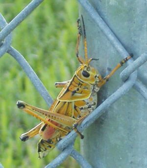 Grasshopper (Schistocerca americana) on fence CC-by-nc-nd-3.0 by Stephen Ewen.JPG