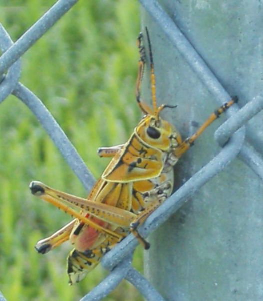 File:Grasshopper (Schistocerca americana) on fence CC-by-nc-nd-3.0 by Stephen Ewen.JPG