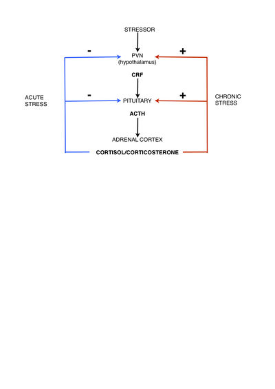 A&O diagram 2.jpg