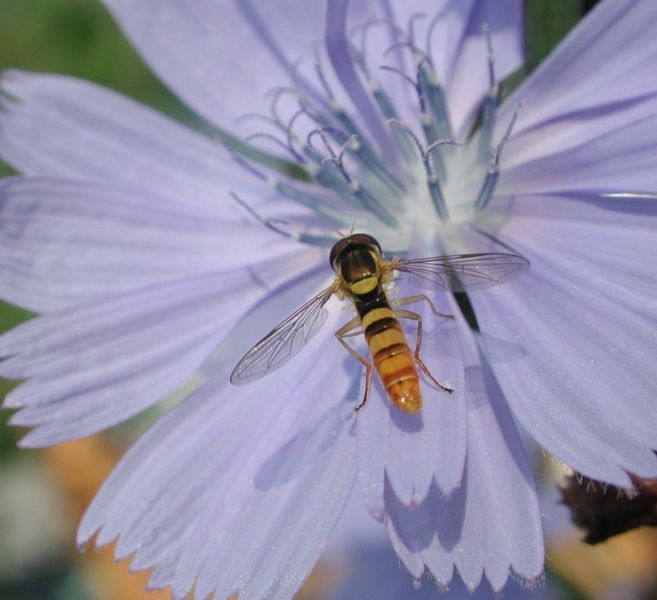 File:Syrphid fly 7791.JPG