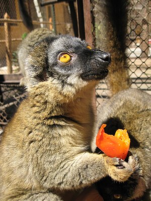 Common brown lemur.jpg