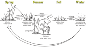 The infection cycle of WSMV.jpg.gif