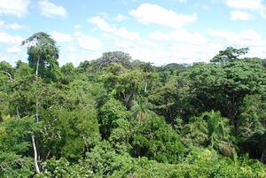 Amazon-rainforest.jpg