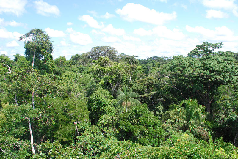 File:Amazon-rainforest.jpg