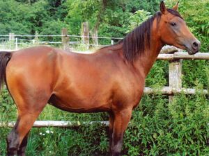 Arabian Purebred Stallion 0001.jpg